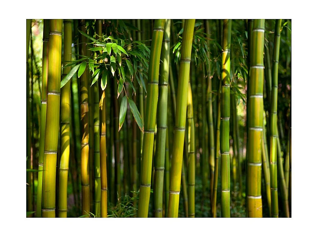 Papier Peint "Forêt de Bambous Asiatique" 270 x 350 cm