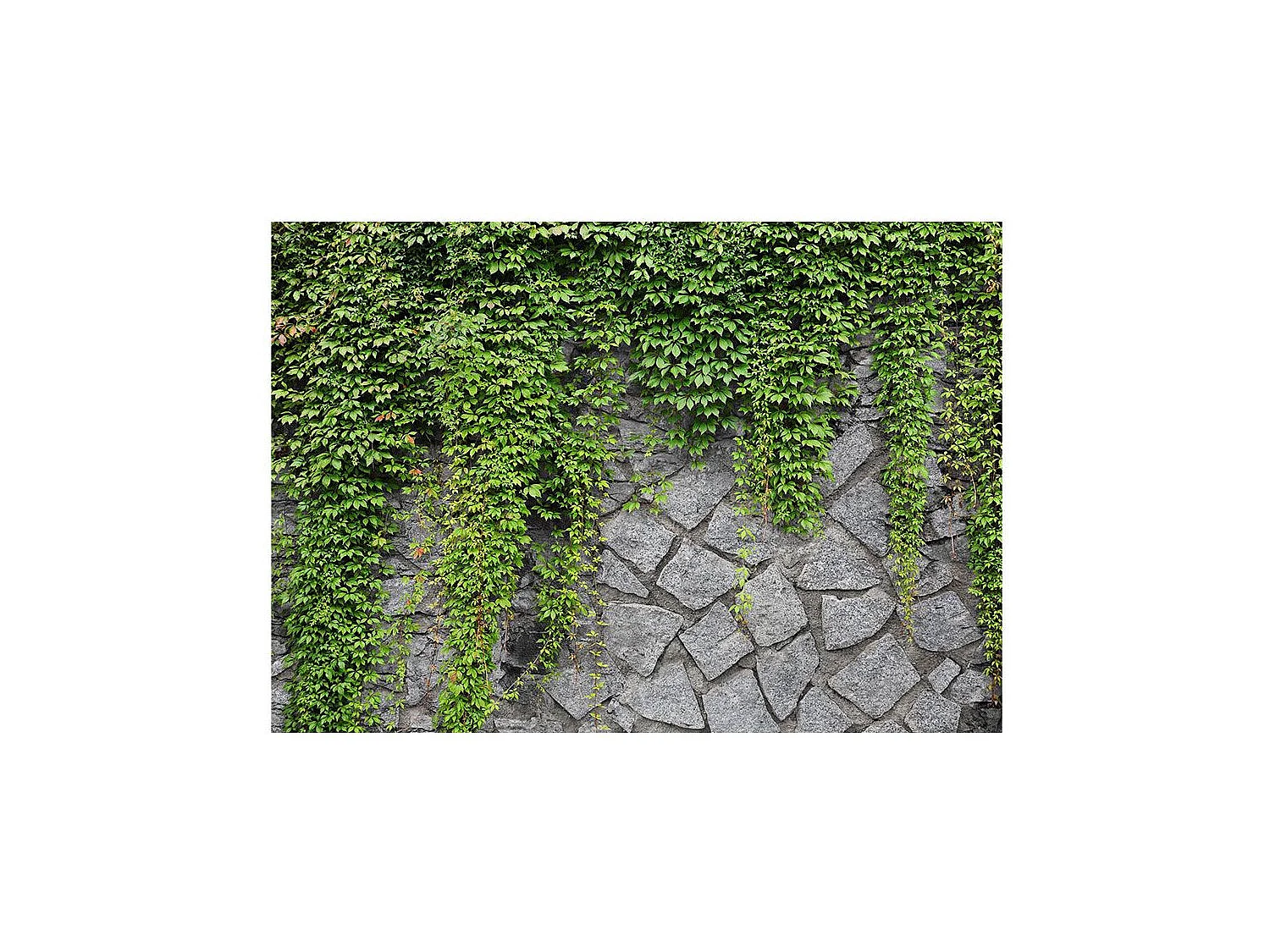 Papier Peint "Mur Vert" 175 x 250 cm