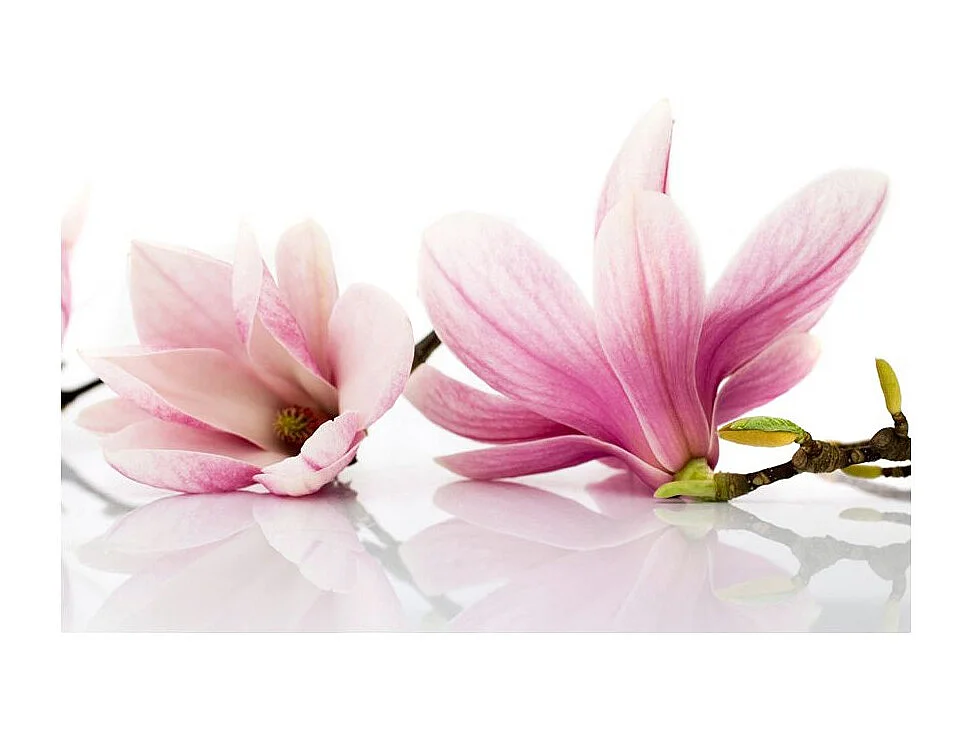 Papier Peint "Fleur de Magnolia" 154 x 200 cm