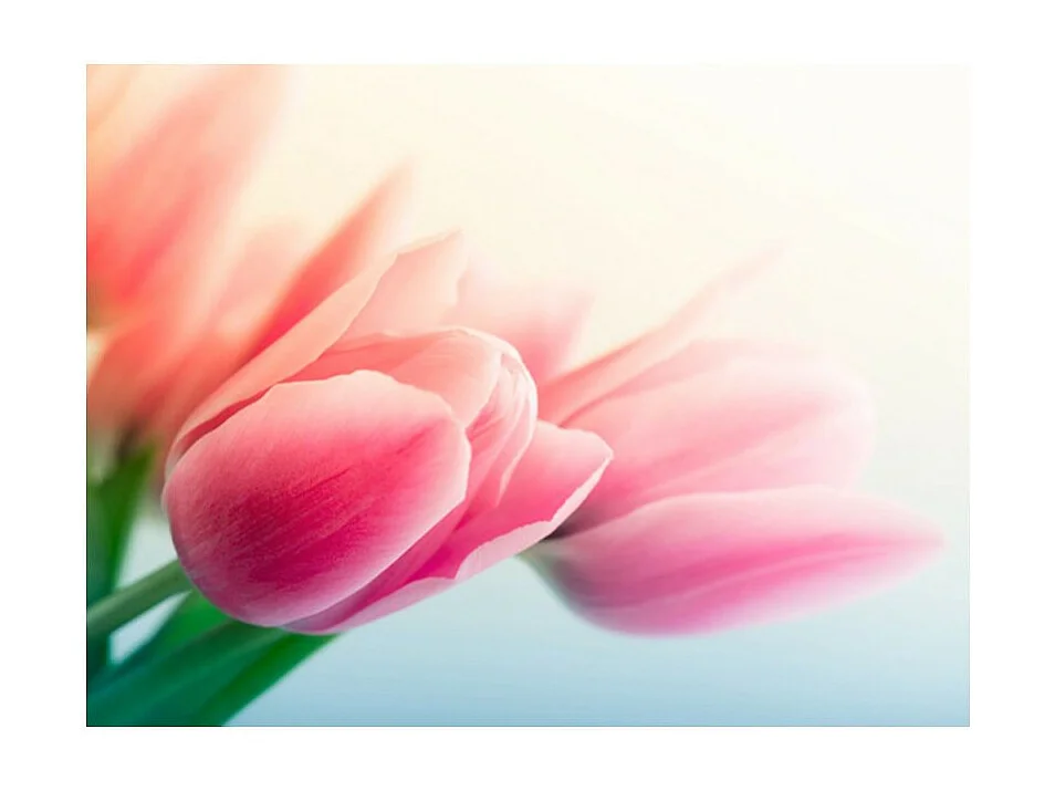 Papier Peint "Printemps & Tulipes" 154 x 200 cm