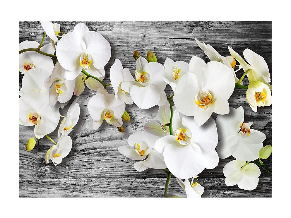 Papier Peint "Callous Orchids III" 245 x 350 cm