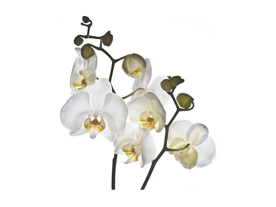 Papier Peint "Shyness" 270 x 350 cm