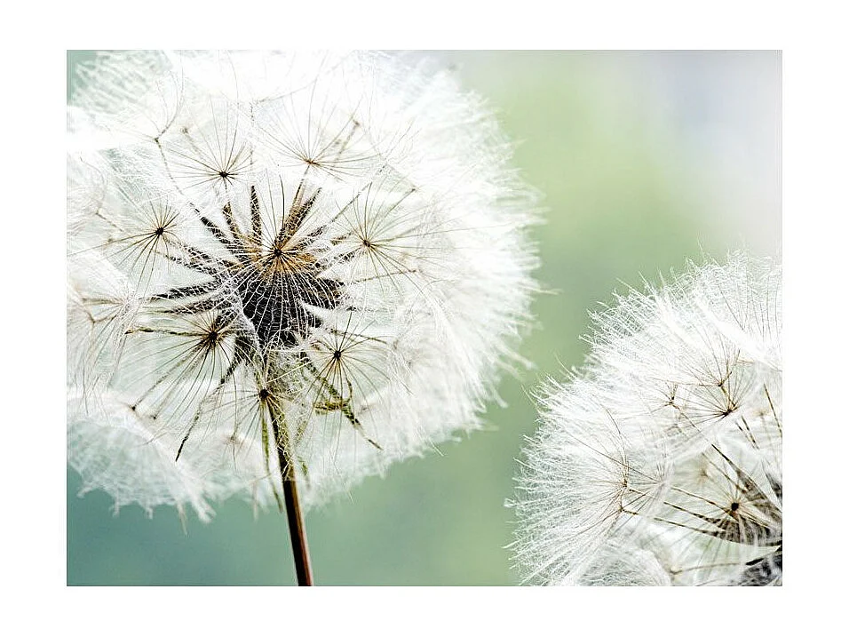 Papier Peint "Deux Pissenlits" 270 x 350 cm