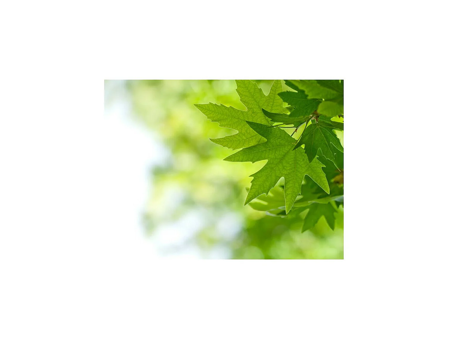 Papier Peint "Feuilles Shallow Focus" 193 x 250 cm