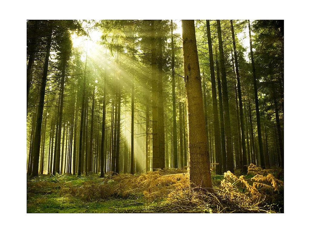 Papier Peint "Forêt de Pins" 231 x 300 cm