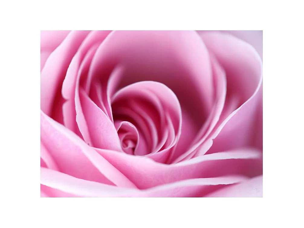 Papier Peint "Fleur Rose Rose III" 154 x 200 cm