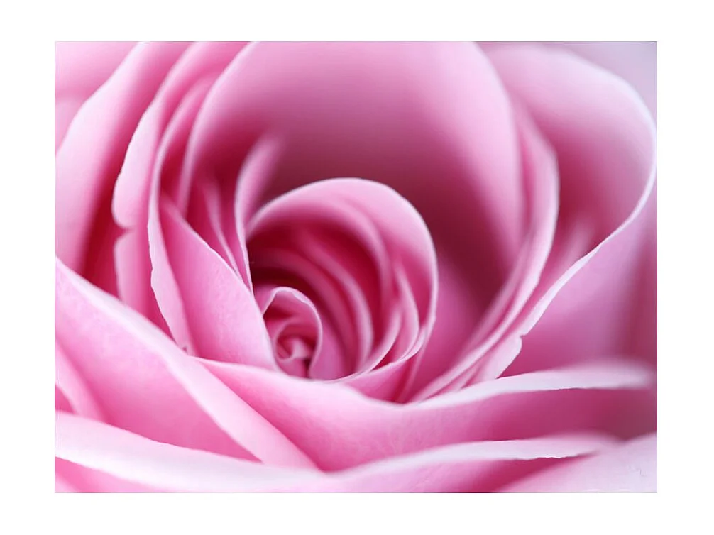 Papier Peint "Fleur Rose Rose III" 154 x 200 cm