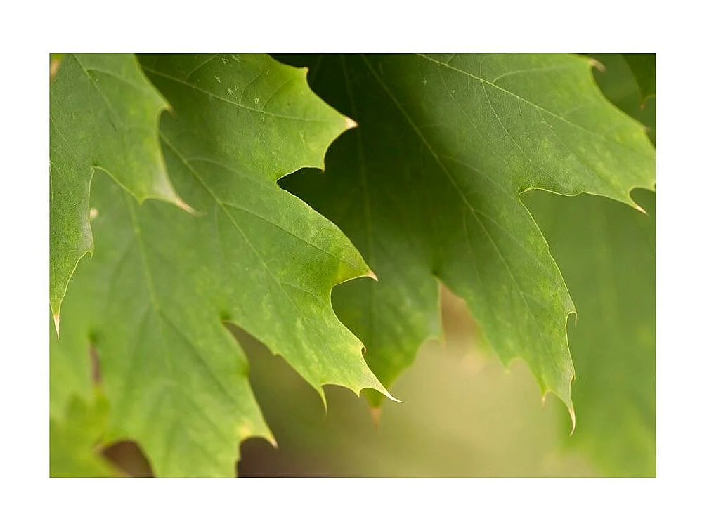 Papier Peint "Feuilles" 193 x 250 cm