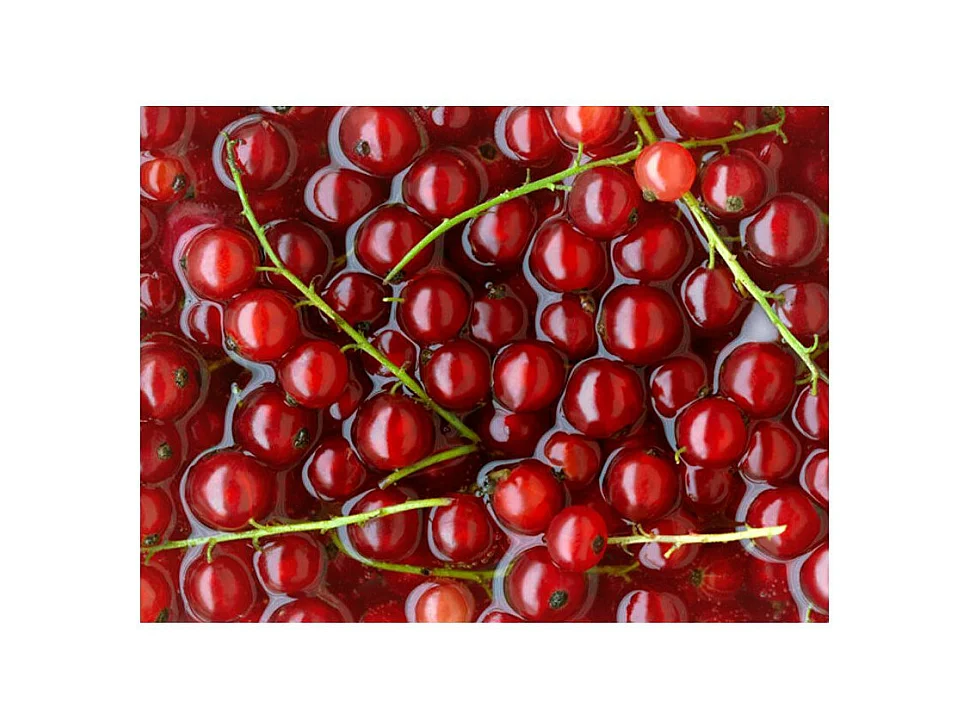 Papier Peint "Groseilles Rouges dans l'Eau" 193 x 250 cm