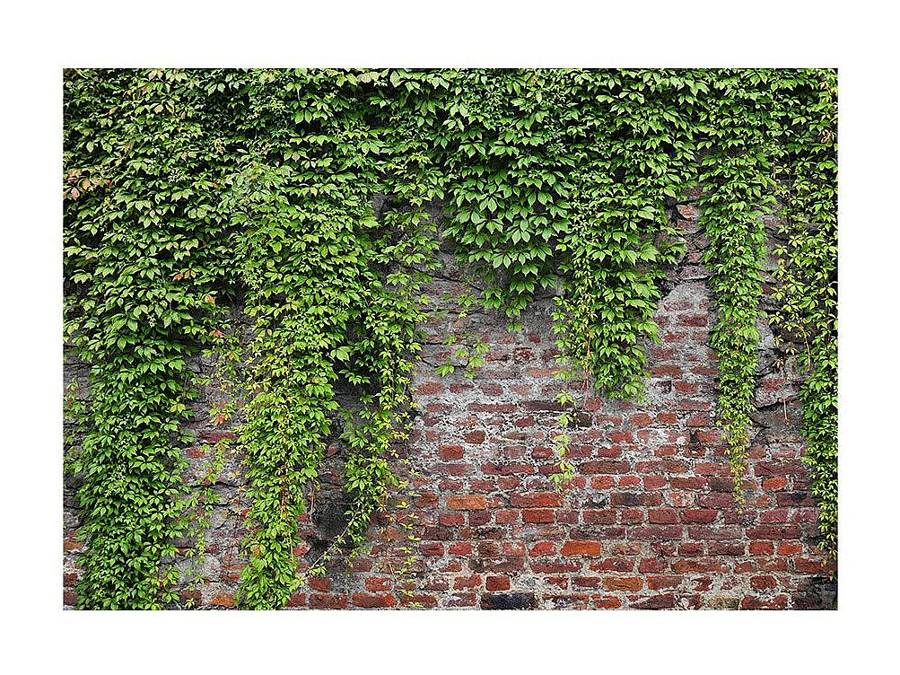 Papier Peint "Briques & Lierres" 140 x 200 cm