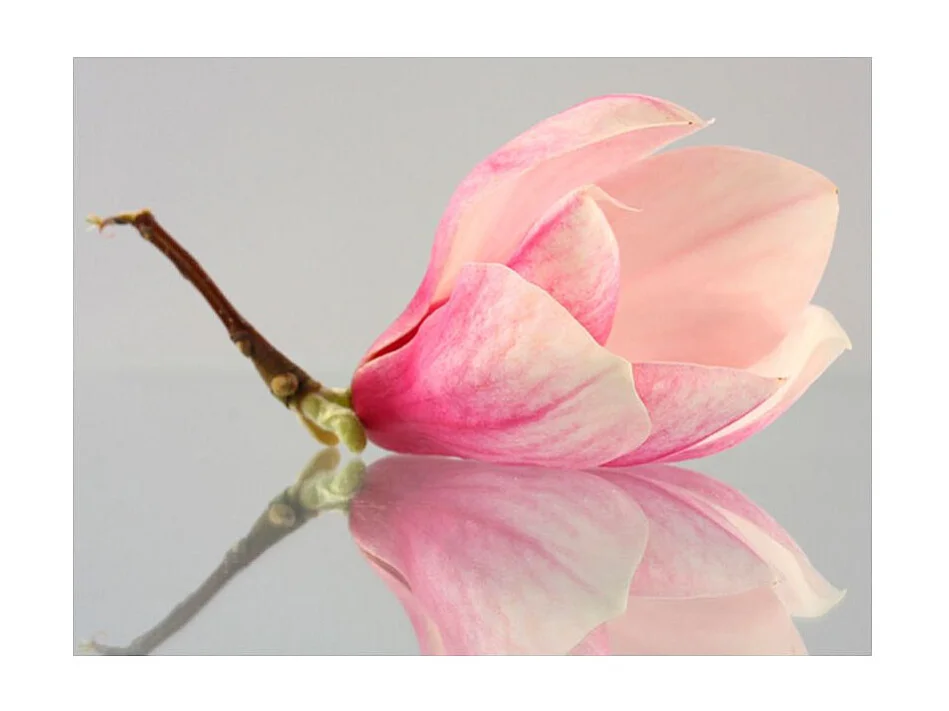 Papier Peint "Fleur de Magnolia Solitaire" 193 x 250 cm