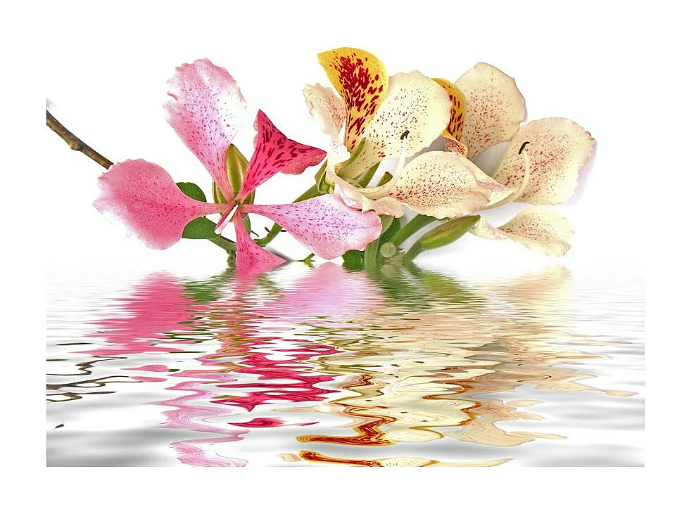 Papier Peint "Fleurs Tropicales Arbre Aux Orchidées Bauhinia" 193 x 250 cm