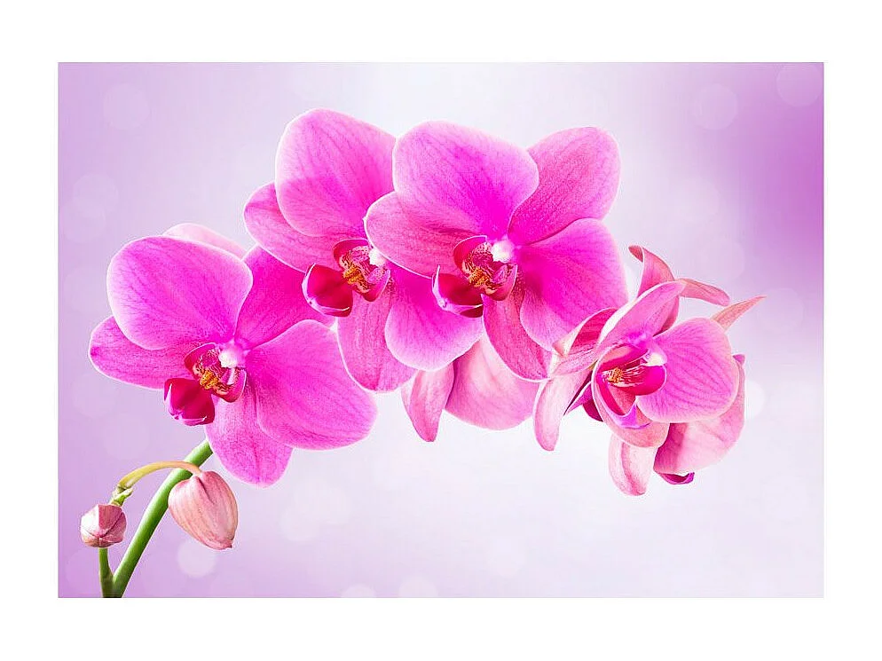 Papier Peint "Thoughtfulness" 140 x 200 cm