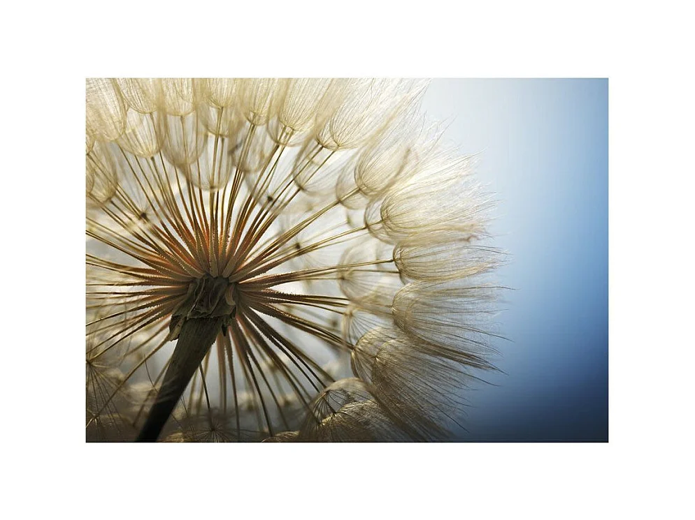 Papier Peint "Summer Delight" 70 x 100 cm