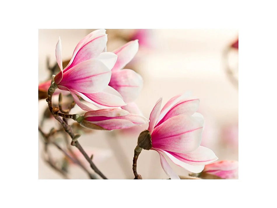 Papier Peint "Branch of Magnolia Tree" 154 x 200 cm