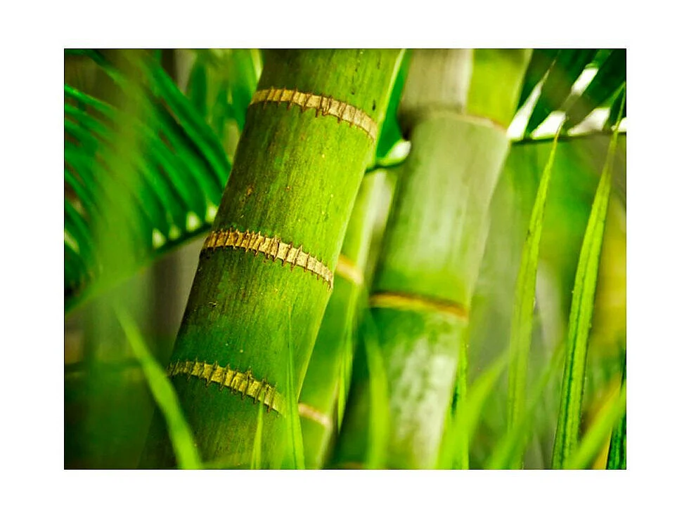 Papier Peint "Bambou Détail" 270 x 350 cm