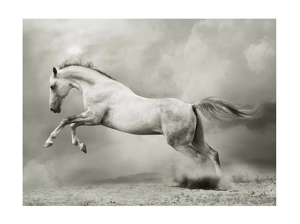 Papier Peint "Étalon Sauvage" 231 x 300 cm