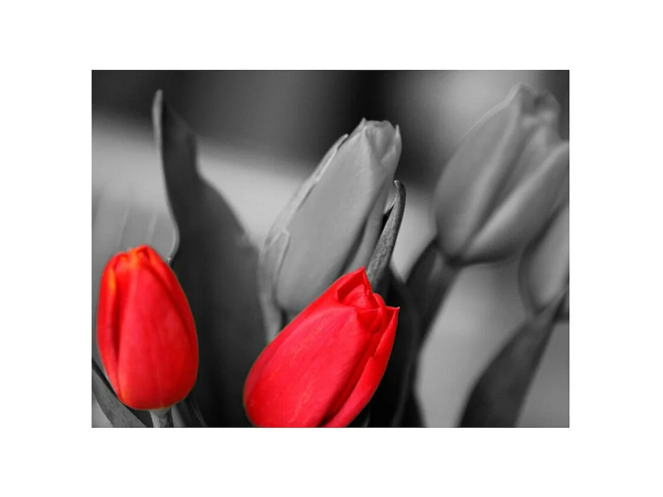 Papier Peint "Tulipes Rouges sur Fond Noir & Blanc" 154 x 200 cm