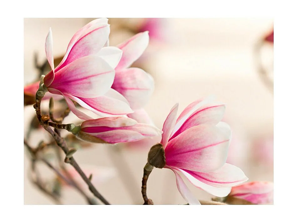 Papier Peint "Branch of Magnolia Tree" 193 x 250 cm