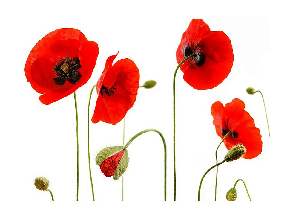 Papier Peint "Souvenirs D'été : Coquelicots" 193 x 250 cm