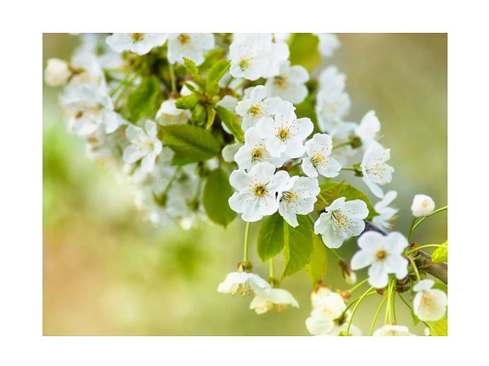 Papier Peint "Fleurs de Cerisier Délicates" 154 x 200 cm