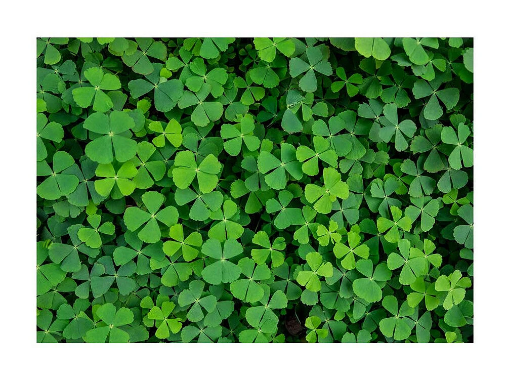 Papier Peint "Green Clover" 245 x 350 cm