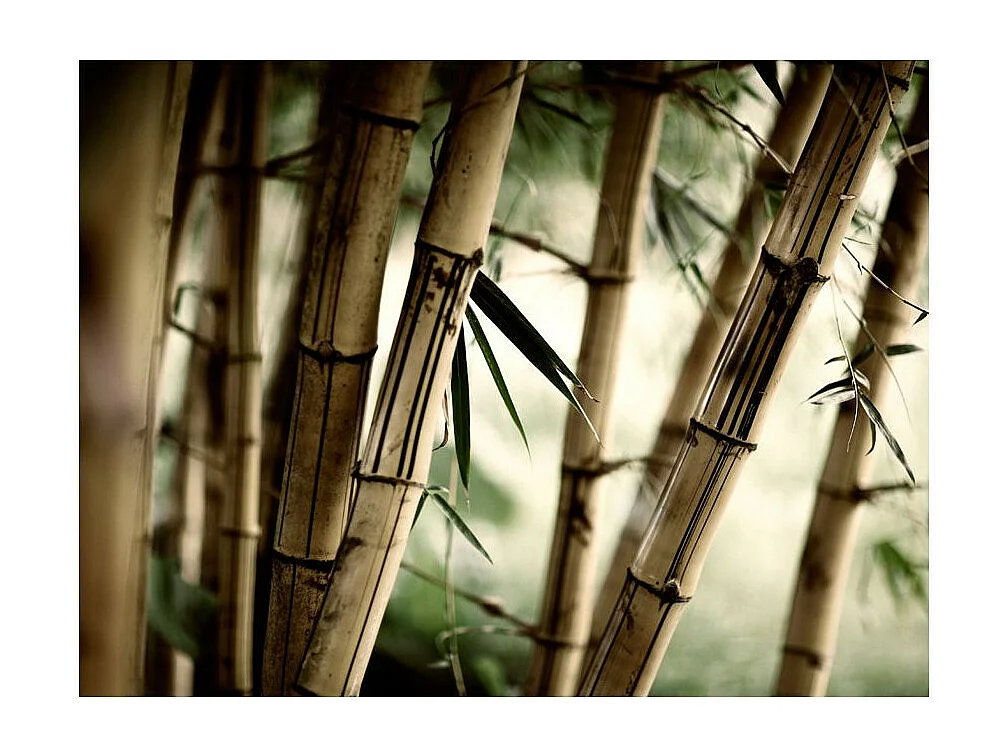 Papier Peint "Fog & Bamboo Forest" 270 x 350 cm