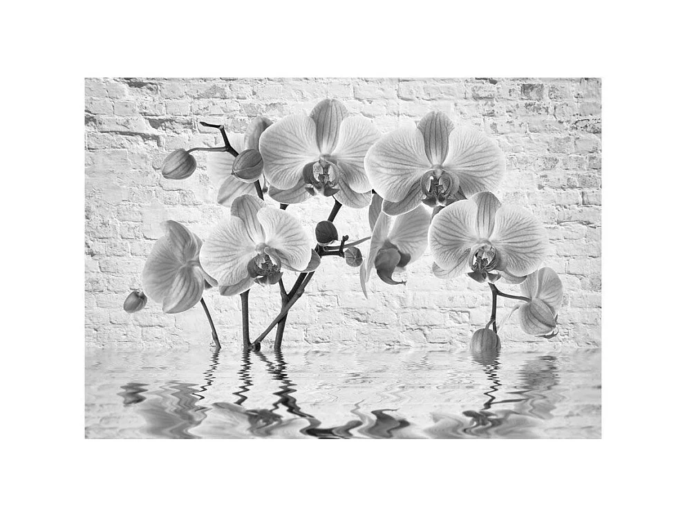 Papier Peint "Orchid in Shades of Gray" 245 x 350 cm