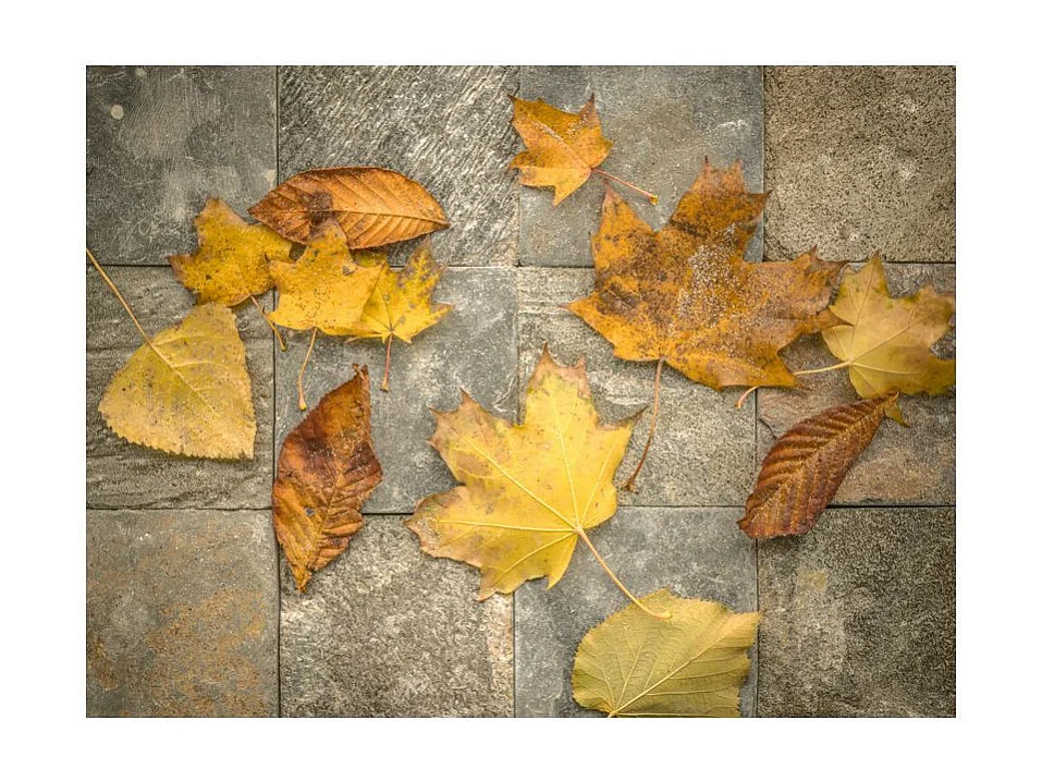 Papier Peint "Signes Avant Coureurs de l'automne" 154 x 200 cm