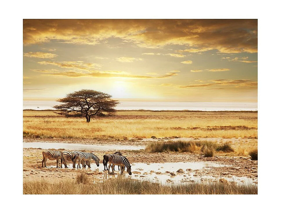 Papier Peint "Zèbres Africains à l'abreuvoir" 193 x 250 cm