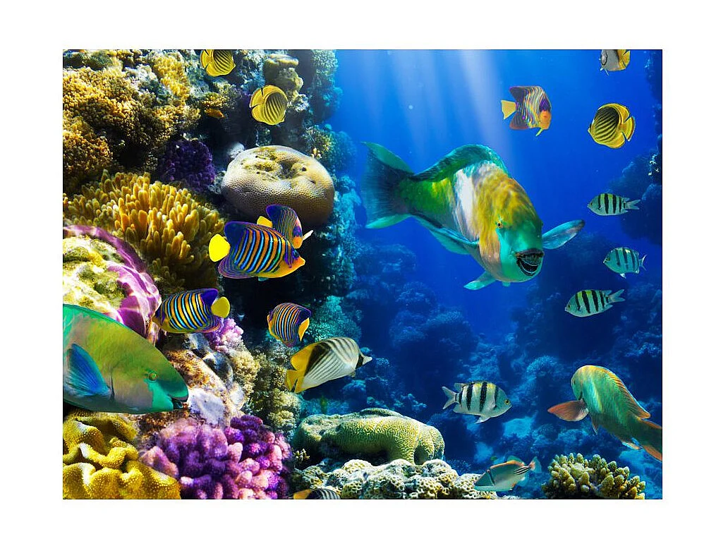 Papier Peint "Paradis Sous Marins" 193 x 250 cm