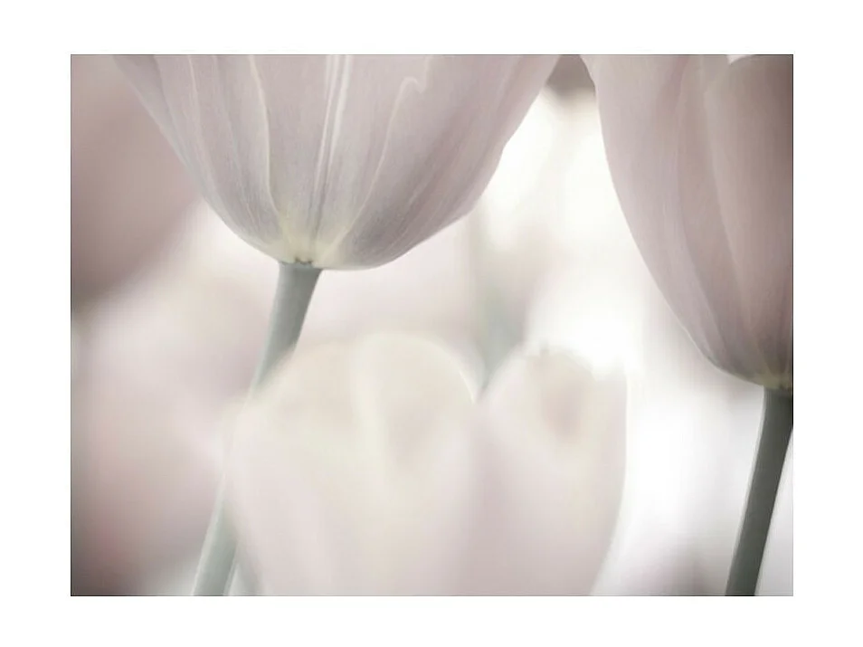 Papier Peint "Tulips Fine Art Black & White" 154 x 200 cm