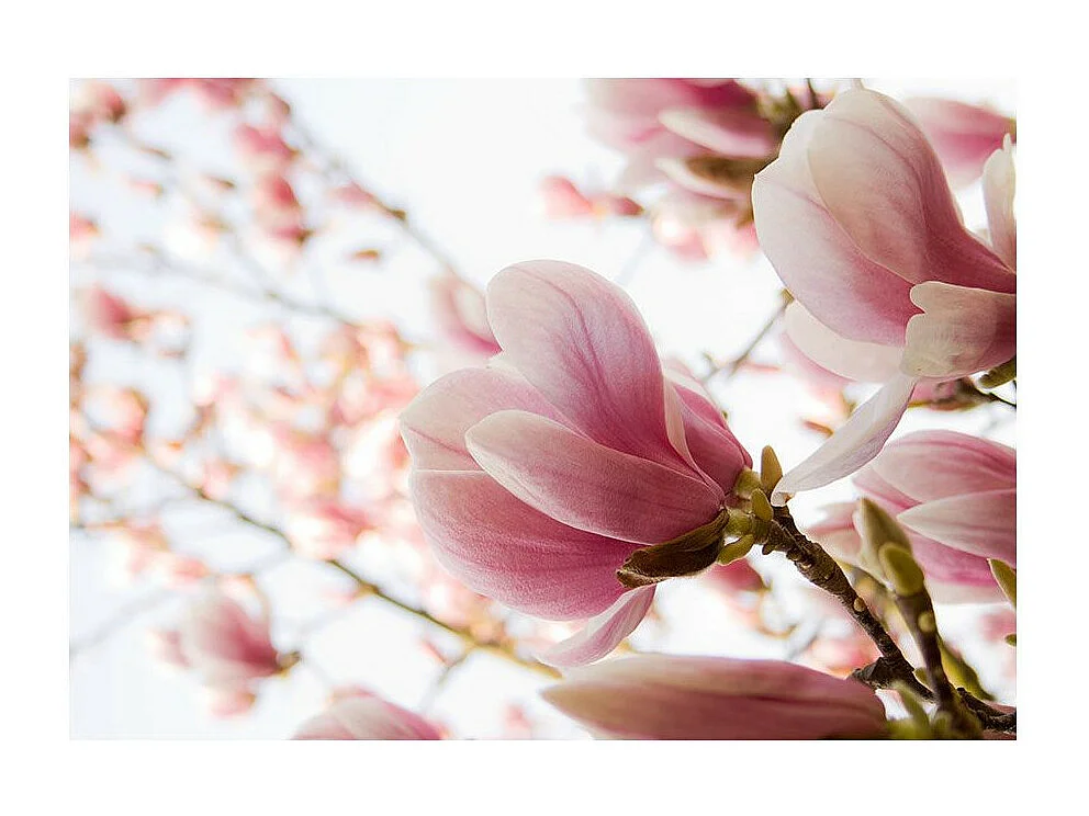 Papier Peint "Magnolia Rose" 270 x 350 cm