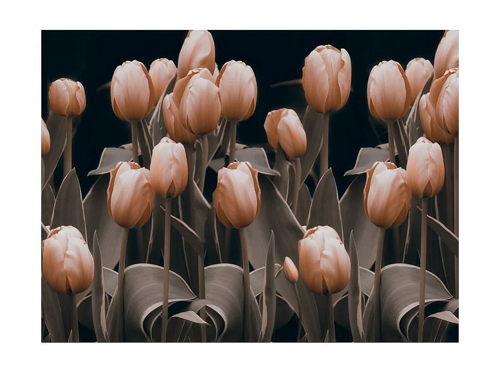 Papier Peint "Ladies Among the Flowers" 231 x 300 cm