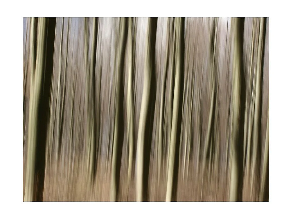 Papier Peint "Forêt" 154 x 200 cm