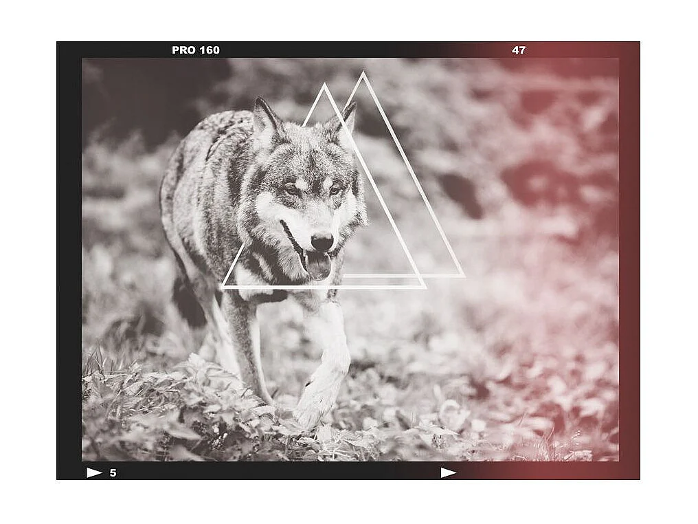 Papier Peint "Loup Photographie" 154 x 200 cm