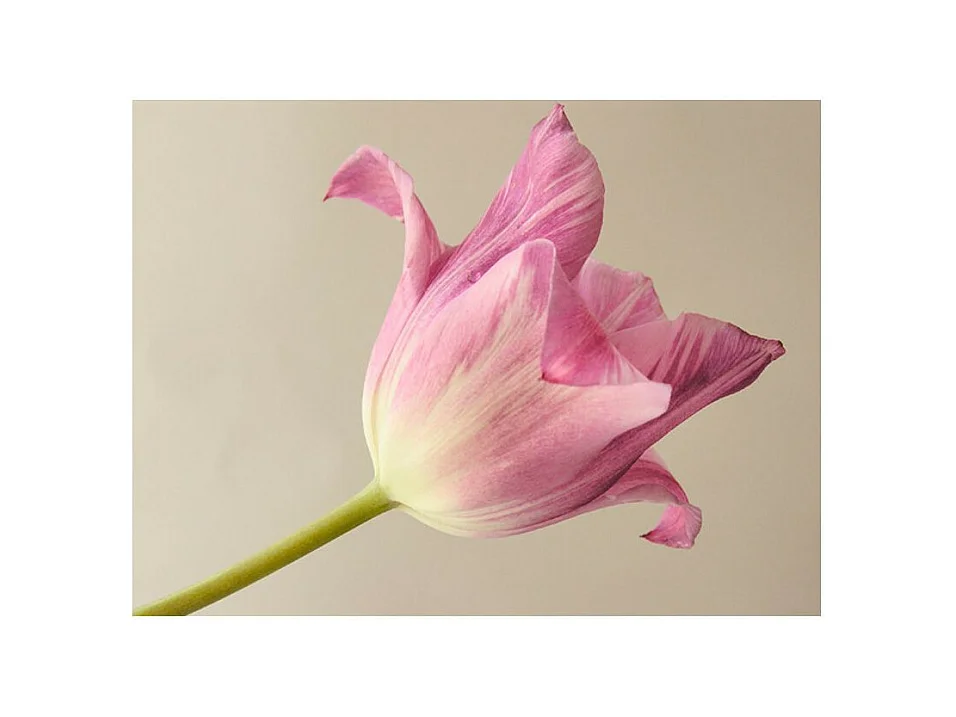 Papier Peint "Pink Tulip" 154 x 200 cm