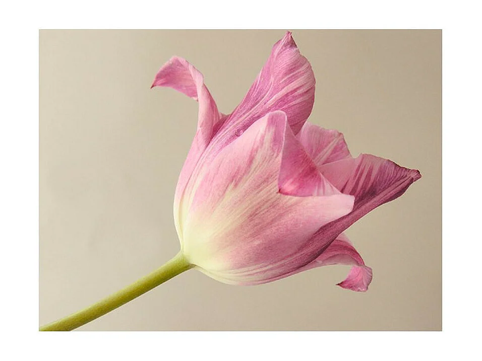 Papier Peint "Pink Tulip" 154 x 200 cm