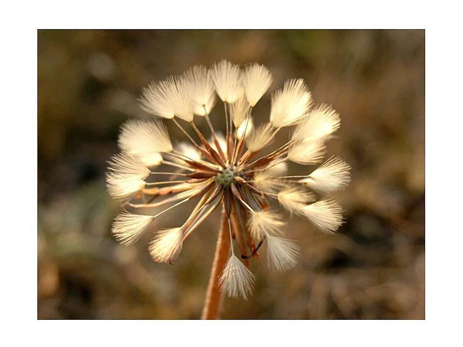 Papier Peint "En Plein Été Dent de Lion" 231 x 300 cm