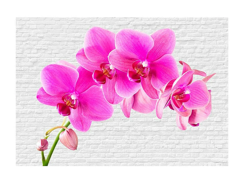 Papier Peint "Pink Excitation" 245 x 350 cm