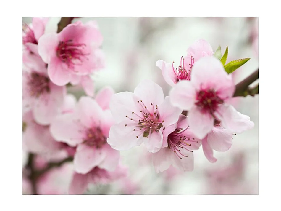 Papier Peint "Cerisier en Fleurs avec Petites Fleurs Roses" 231 x 300 cm