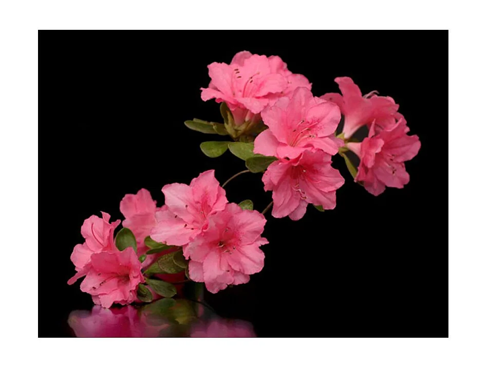 Papier Peint "Azalea in Black" 193 x 250 cm