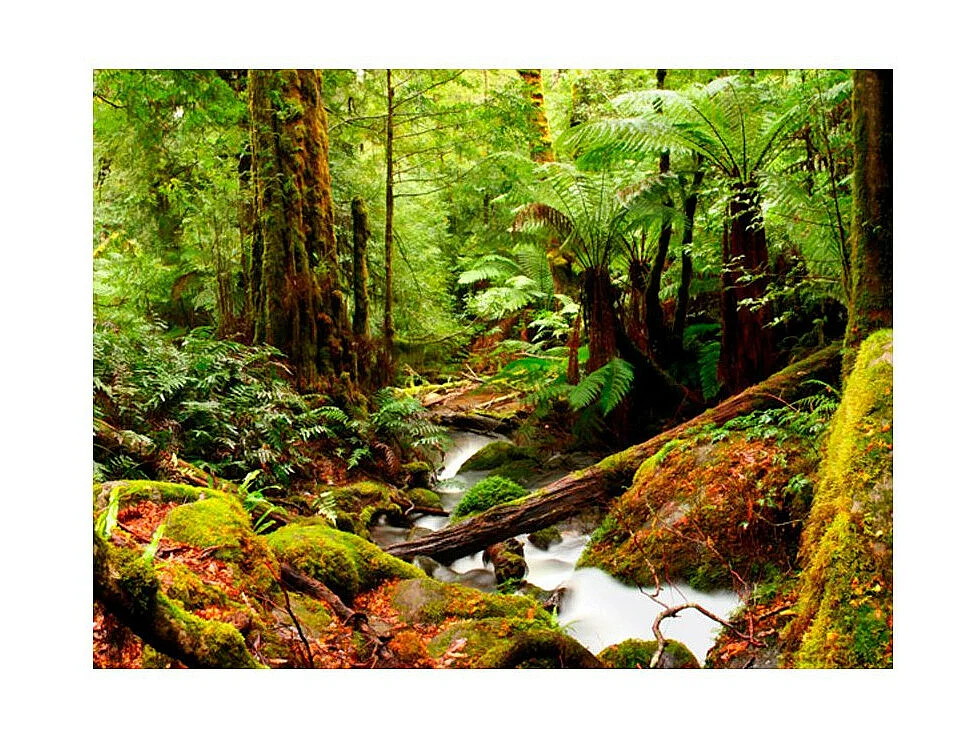 Papier Peint "Forêt Tropicale" 154 x 200 cm