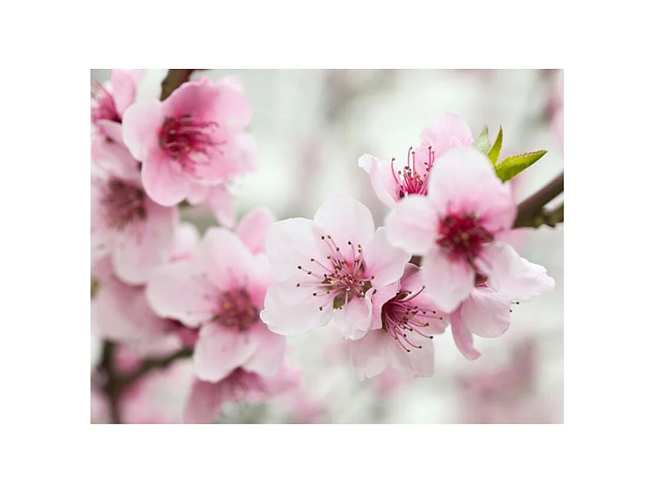 Papier Peint "Cerisier en Fleurs avec Petites Fleurs Roses" 270 x 350 cm