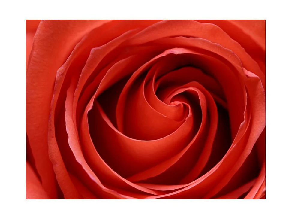 Papier Peint "L'éveil de la Rose" 231 x 300 cm