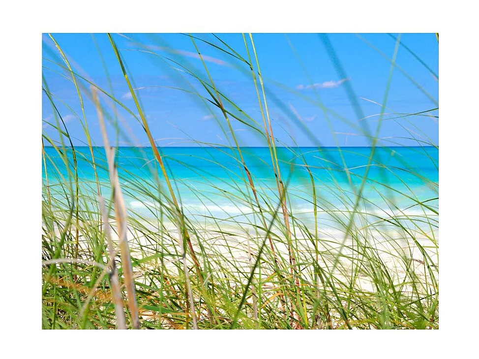 Papier Peint "Tropical Journey" 231 x 300 cm