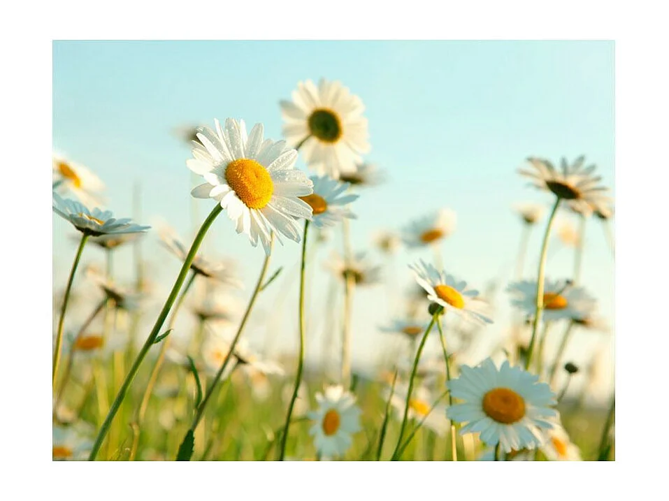 Papier Peint "Marguerites Prairie de Printemps" 193 x 250 cm