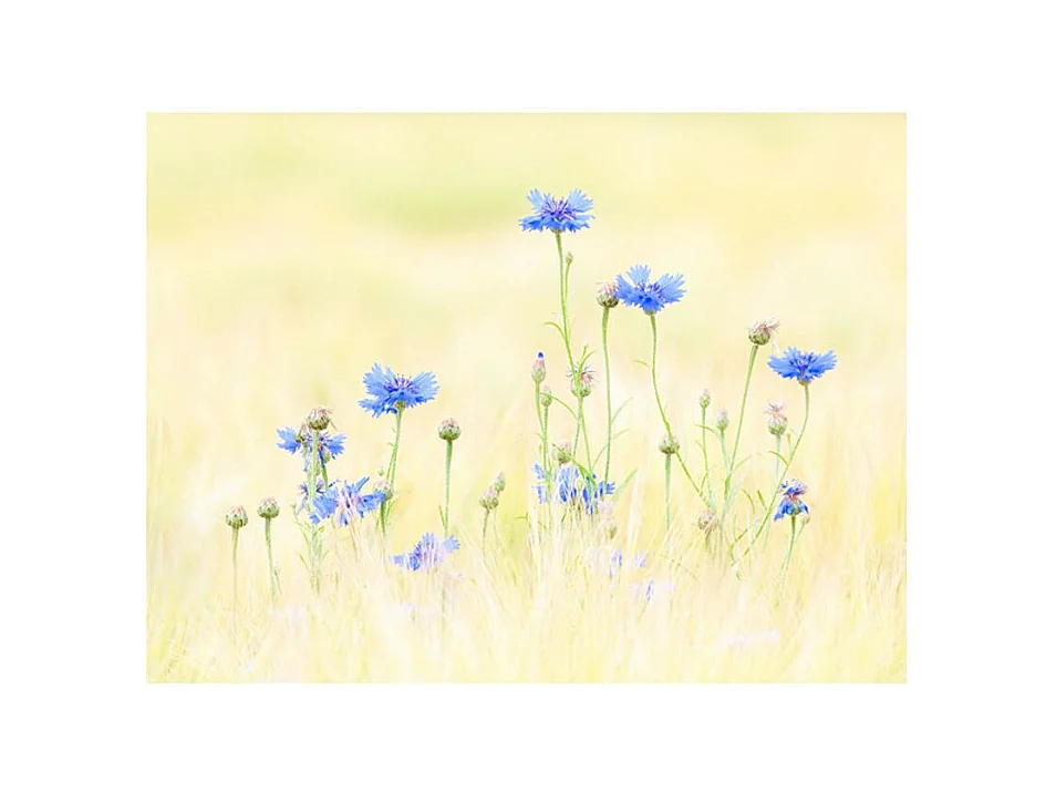 Papier Peint "Bleuets" 231 x 300 cm