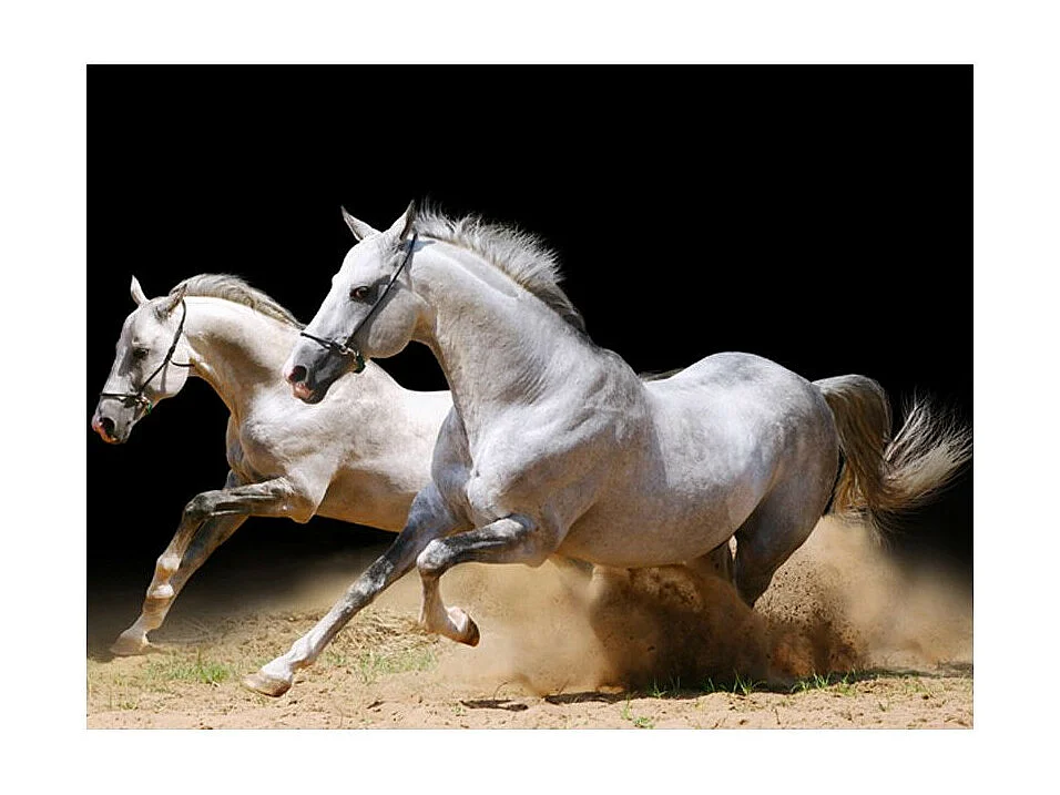 Papier Peint "Chevaux au Galop sur du Sable" 154 x 200 cm
