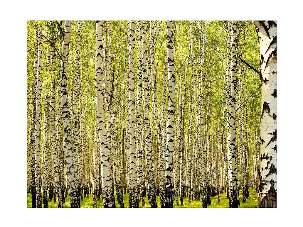 Papier Peint "Forêt de Bouleaux" 154 x 200 cm